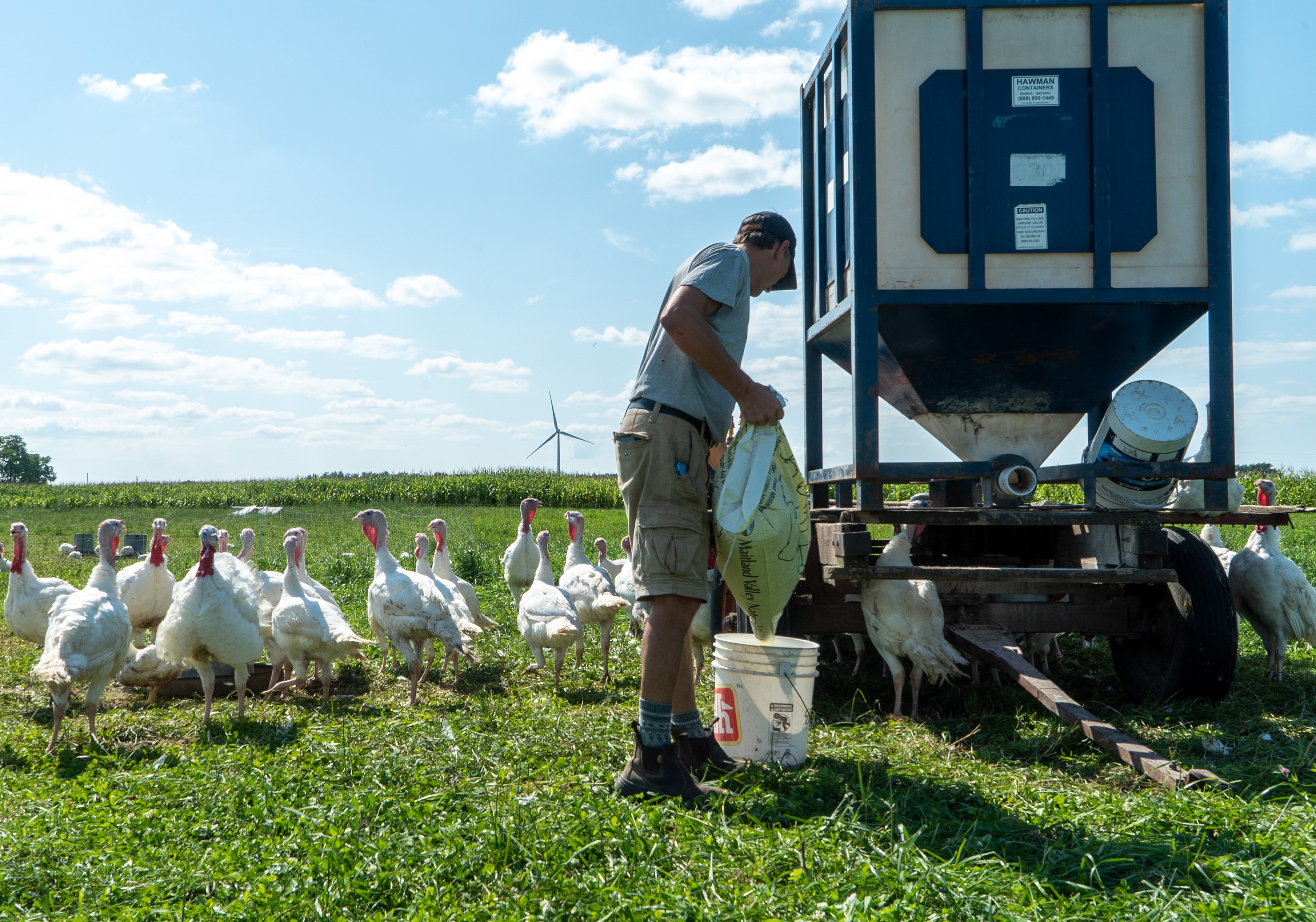 A picture of John Moylan feeding chickens outside on his farm.